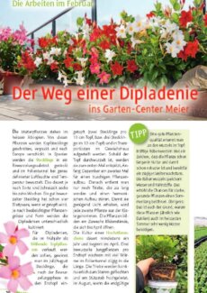 Presseartikel: Der Weg einer Dipladenie ins Garten-Center Meier (Pflanzenfreund (Fachmagazin Garten-Center Meier, Dürnten) | Februar 2017)