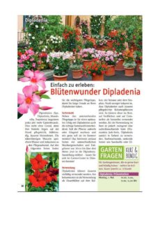 Presseartikel: Einfach zu erleben: Blütenwunder Dipladenia (Pflanzenfreund (Fachmagazin Garten-Center Meier, Dürnten) | April 2017)