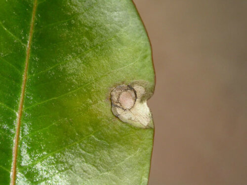 Blattfleckenkrankheit (Stemphylium) an Mandevilla (Dipladenia)