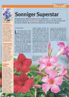 Presseartikel: Sonniger Superstar (Glückspost | Mai 2014 )