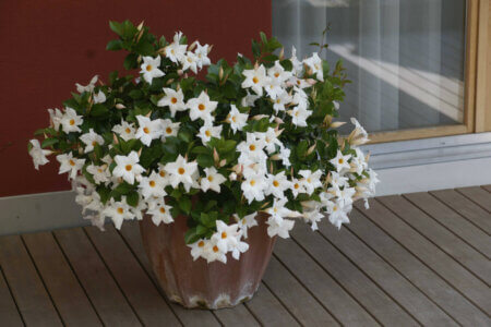 Mandevilla Diamantina Jade White an der volle Sonne
