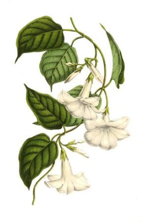 Mandevilla suaveolens - Lemaire
