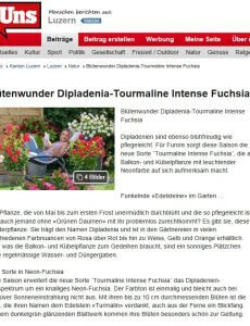Presseartikel: Blütenwunder Dipladenia-Tourmaline Intense Fuchsia (bei Uns - Luzerner Zeitung | April 2018)