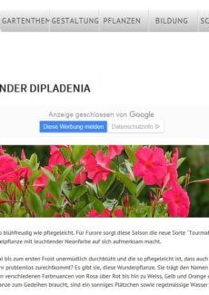 Presseartikel: Blütenwunder Dipladenia (garten.ch | März 2018)