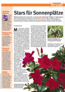 Presseartikel:  Dipladenia Diamantina: Das exotische Wunder (Schweizer Landliebe | Juni 2012)