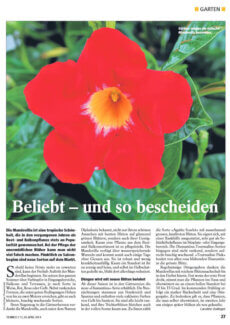 Presseartikel: Mandevilla: Beliebt – und so bescheiden (Tierwelt | April 2014)